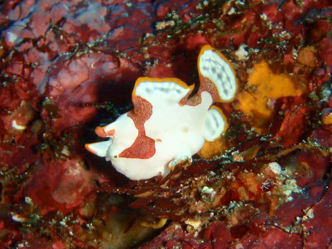 �ɓ������ʐ^�@�N���b�N�ő傫���Ȃ�܂�