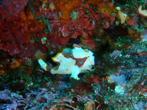 �ɓ������ʐ^�@�N���b�N�ő傫���Ȃ�܂�