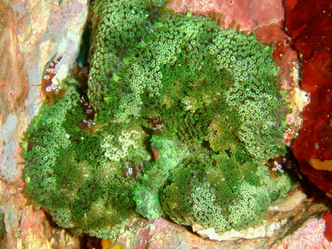 �ɓ������ʐ^�@�N���b�N�ő傫���Ȃ�܂�