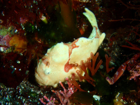 �ɓ������ʐ^�@�N���b�N�ő傫���Ȃ�܂�