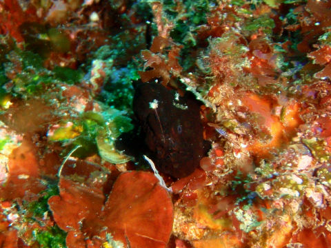 �ɓ������ʐ^�@�N���b�N�ő傫���Ȃ�܂�