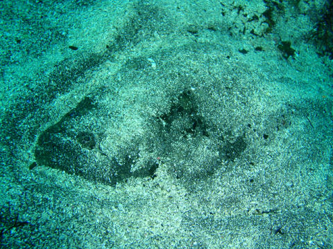 �ɓ������ʐ^�@�N���b�N�ő傫���Ȃ�܂�