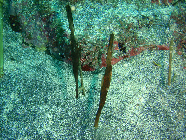 �ɓ������ʐ^�@�N���b�N�ŏ����傫���Ȃ�܂�