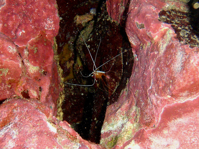 �ɓ������ʐ^�@�N���b�N�ŏ����傫���Ȃ�܂�