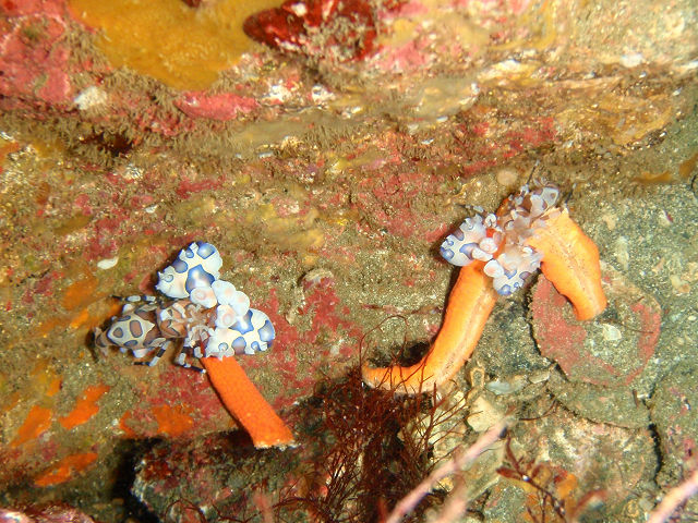 �ɓ������ʐ^�@