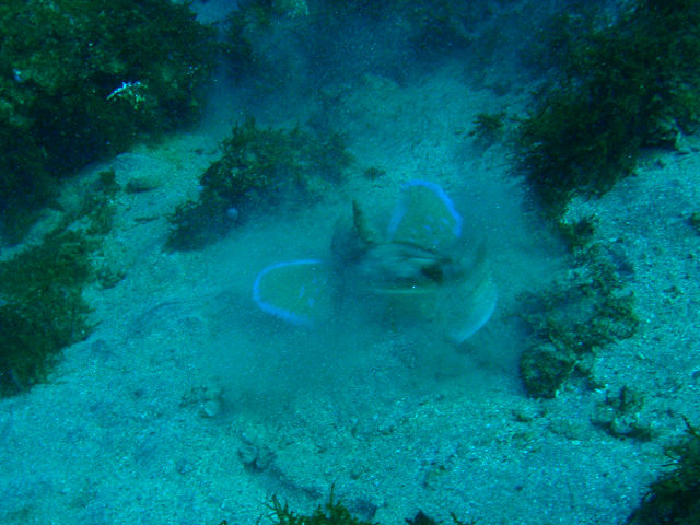 �ɓ������ʐ^�@�N���b�N�ŏ����傫���Ȃ�܂�