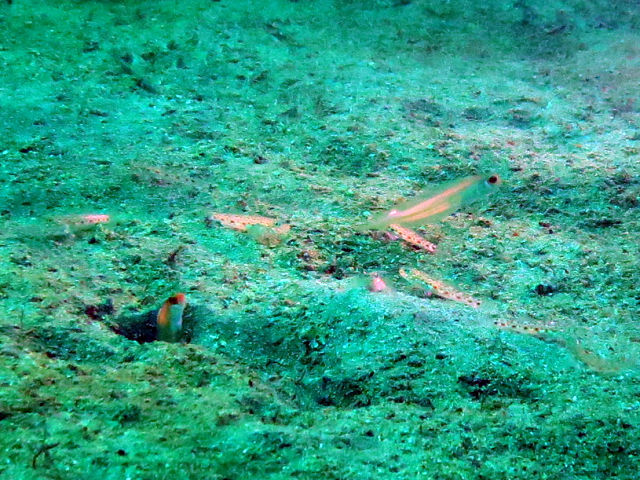 �ɓ������ʐ^�@