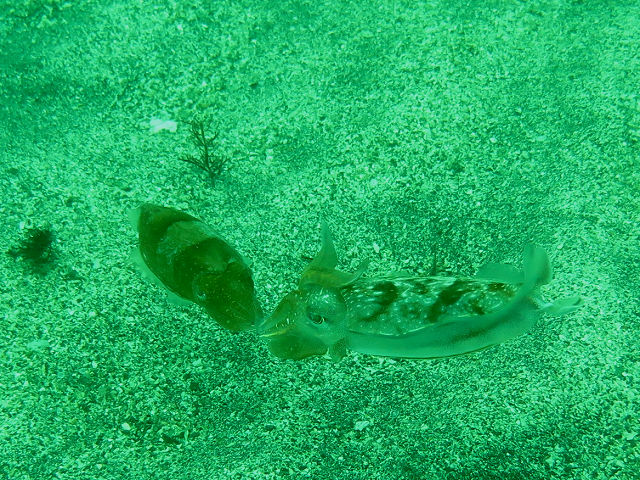 �ɓ������ʐ^�@