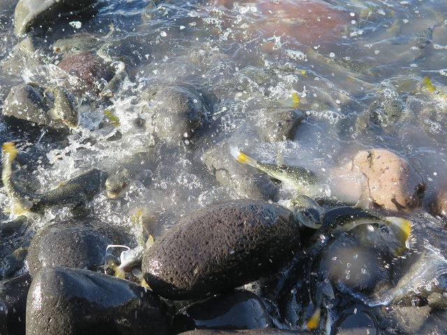 �ɓ������ʐ^�@