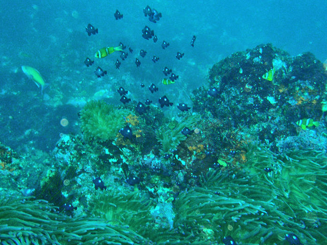 �ɓ������ʐ^�@�N���b�N�ŏ����傫���Ȃ�܂�