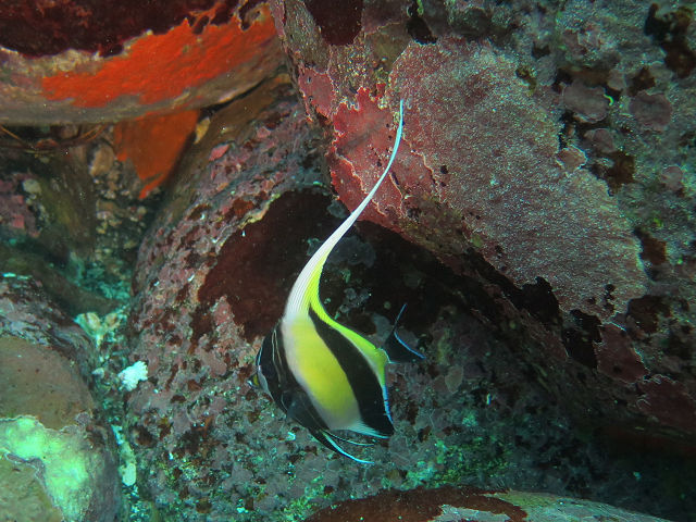 �ɓ������ʐ^