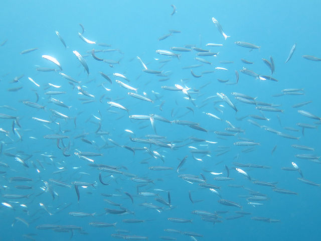 �ɓ������ʐ^�@