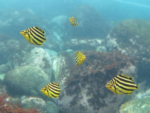 �ɓ������ʐ^�@