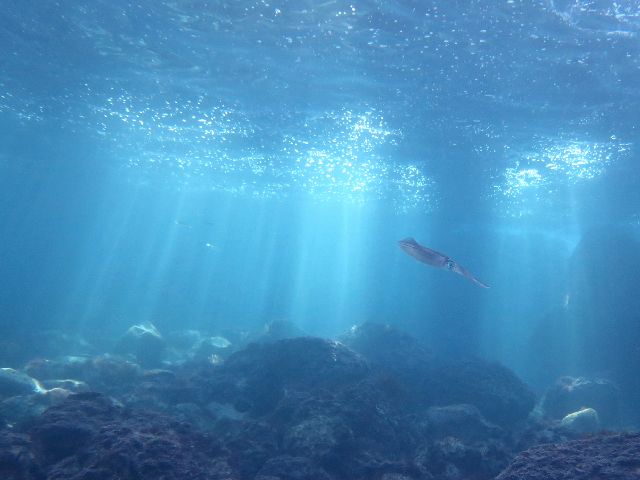 �ɓ������ʐ^�@