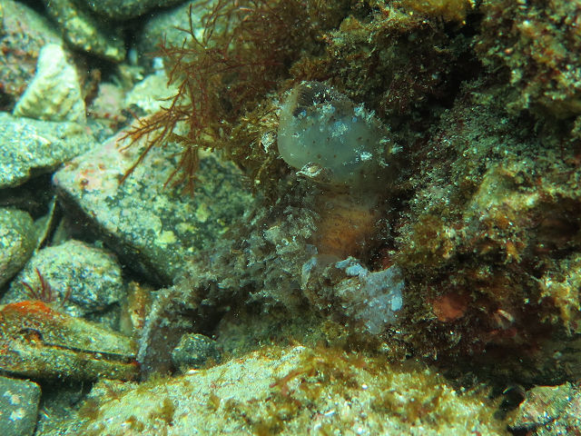 �ɓ������ʐ^�@