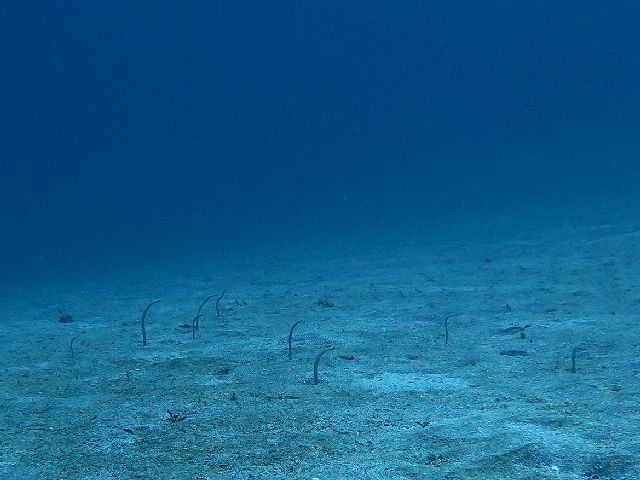 �ɓ������ʐ^�@