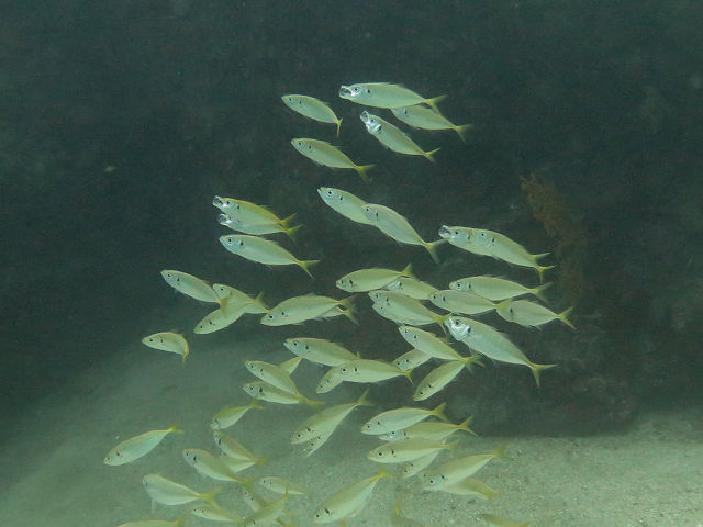 �ɓ������ʐ^�@