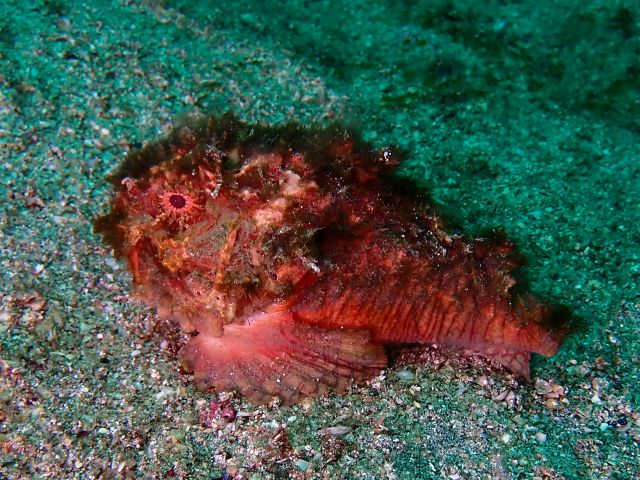 �ɓ��C�m�����E�x�˂̊C