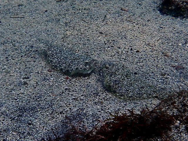 �ɓ��C�m����