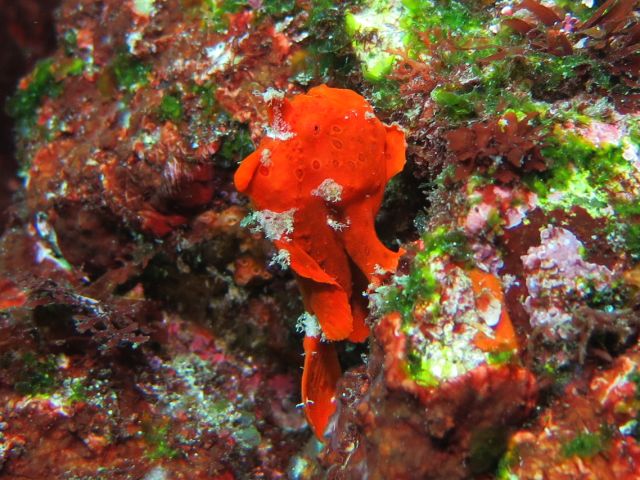 �ɓ��C�m�����E�x�˂̊C