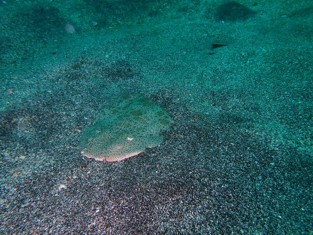 �ɓ��C�m�����E�x�˂̊C