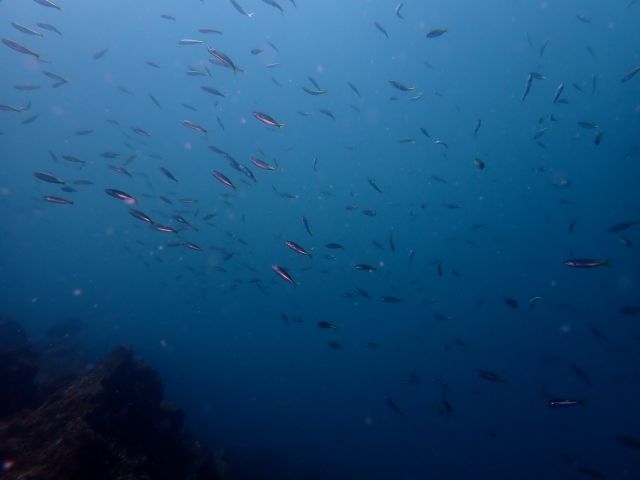 �ɓ��C�m�����E�x�˂̊C