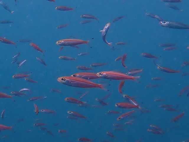 �ɓ��C�m����