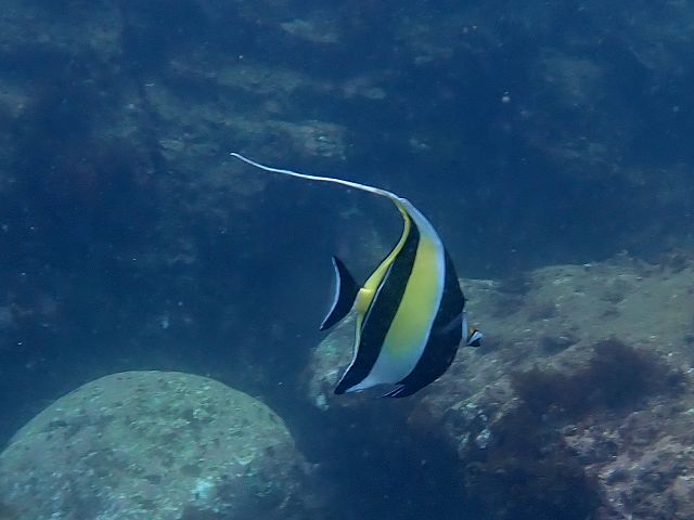 �ɓ��C�m����