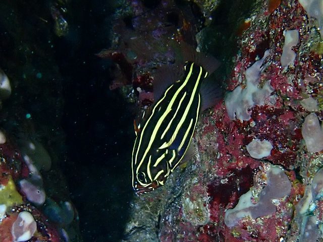 �ɓ��C�m����