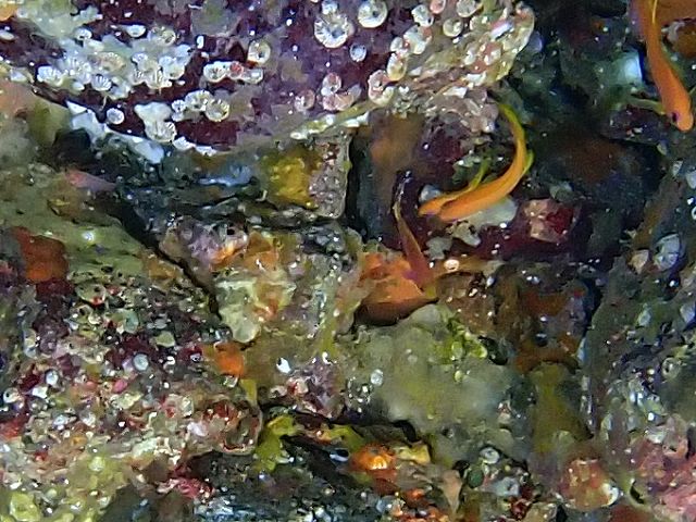 �ɓ��C�m����