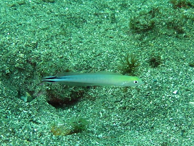 �ɓ��C�m�����E�x�˂̊C