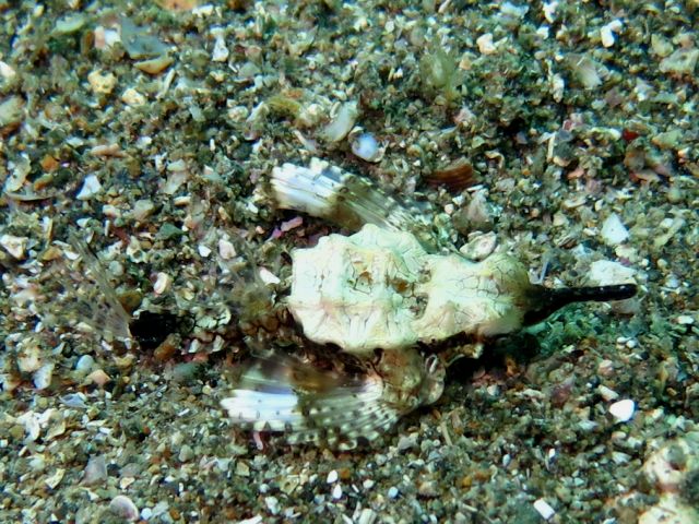 �ɓ��C�m�����E�x�˂̊C