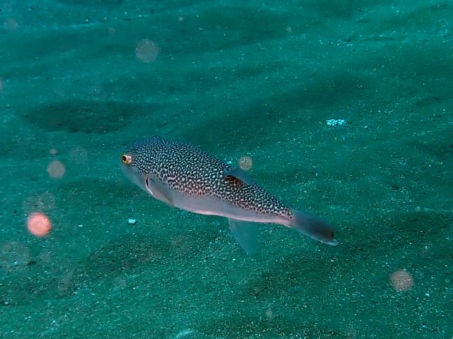 �ɓ��C�m�����E�x�˂̊C