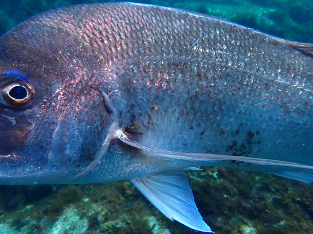 �ɓ��C�m�����E�x�˂̊C