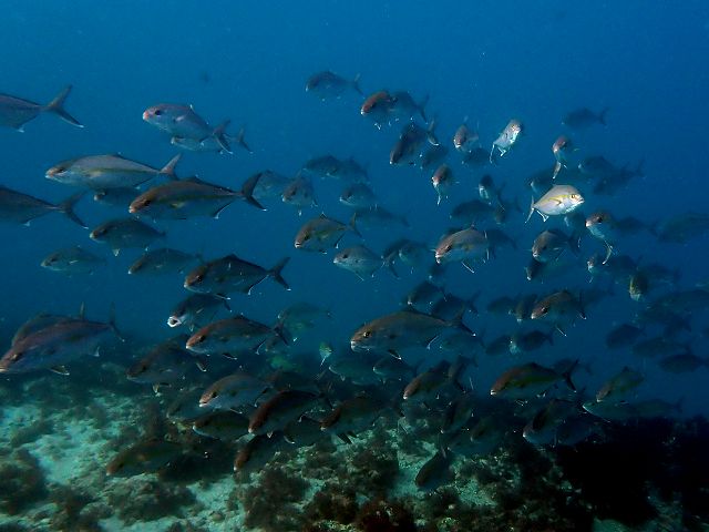 �ɓ��C�m����