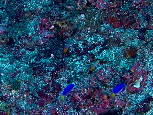 �ɓ��C�m����