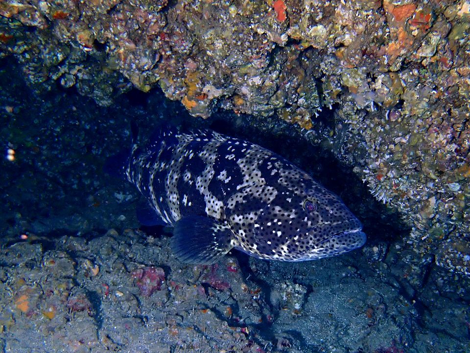 �ɓ��C�m�����E�x��