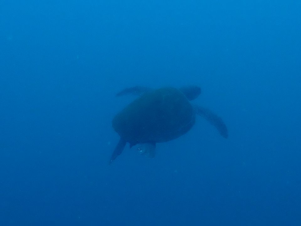 �ɓ��C�m�����E�x��