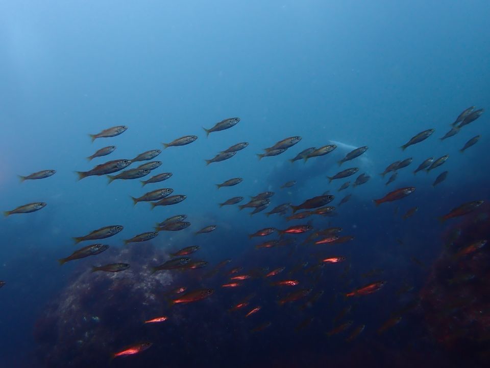 �ɓ��C�m����