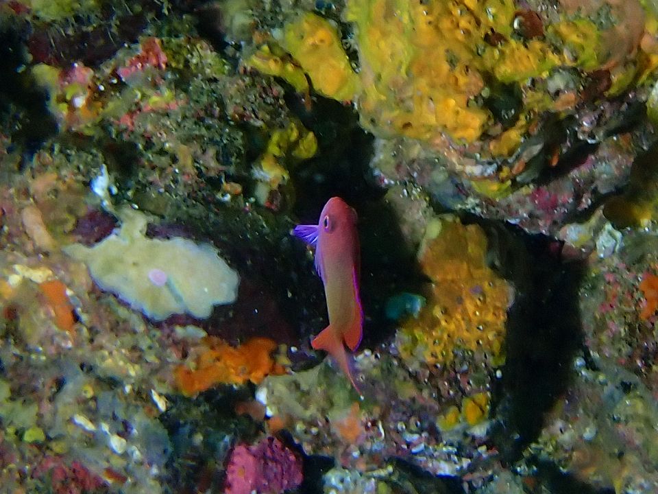 �ɓ��C�m����