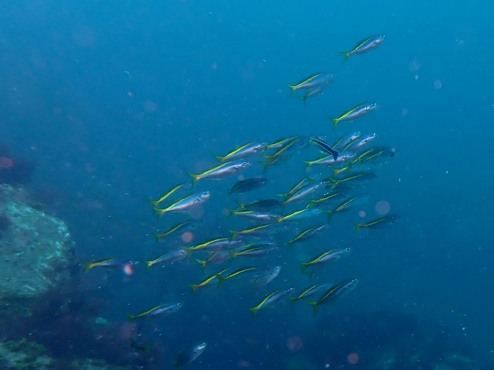 �ɓ��C�m����