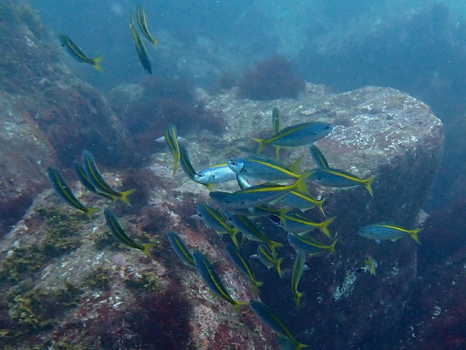 �ɓ��C�m����