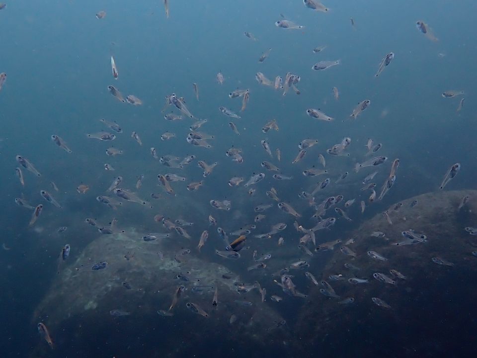 �ɓ��C�m����