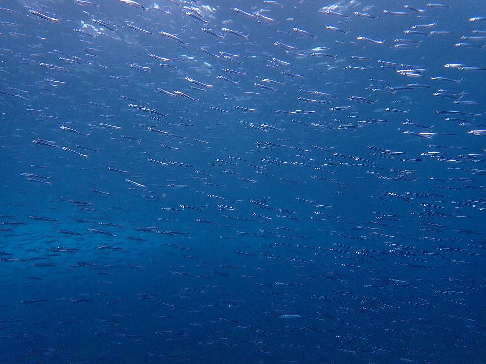 �ɓ��C�m����