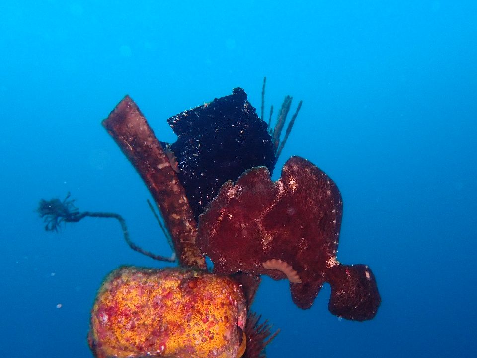 �ɓ��C�m����