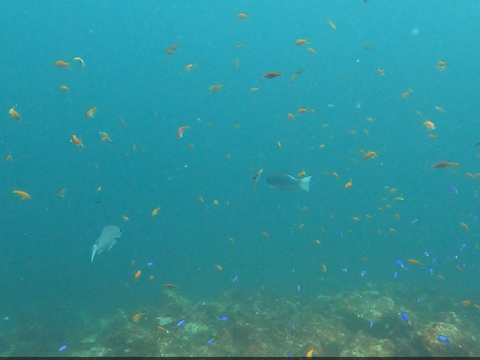 �ɓ��C�m�����r�[�`