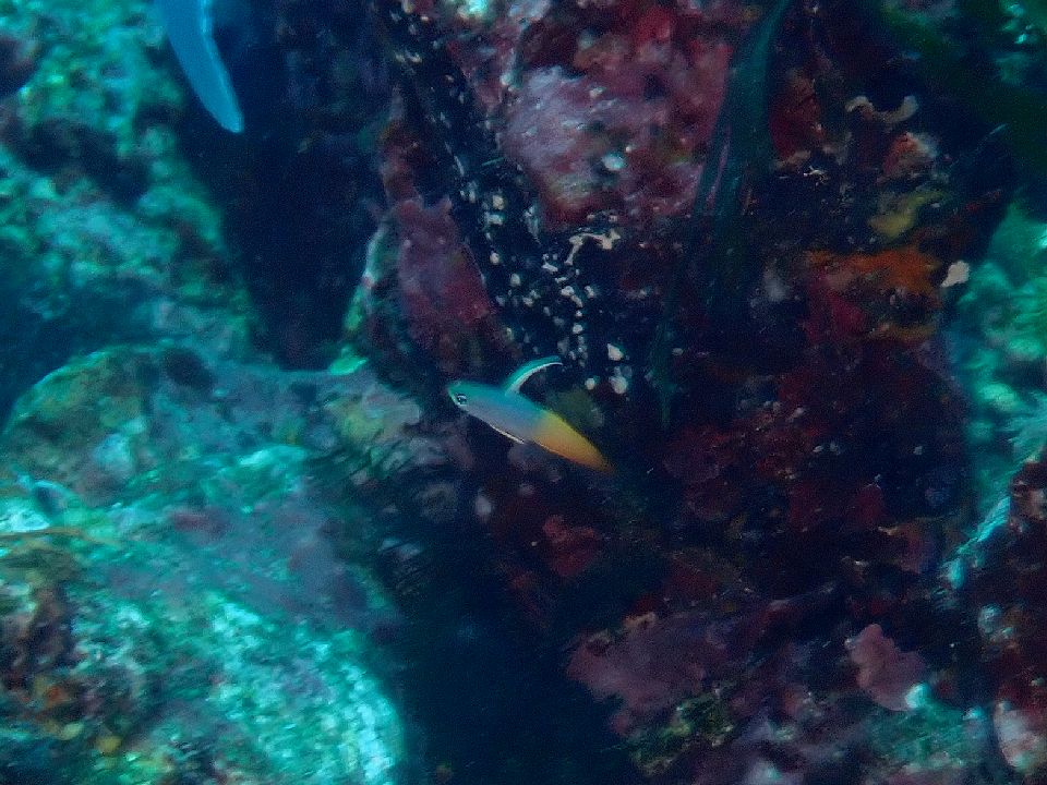 �ɓ��C�m�����r�[�`