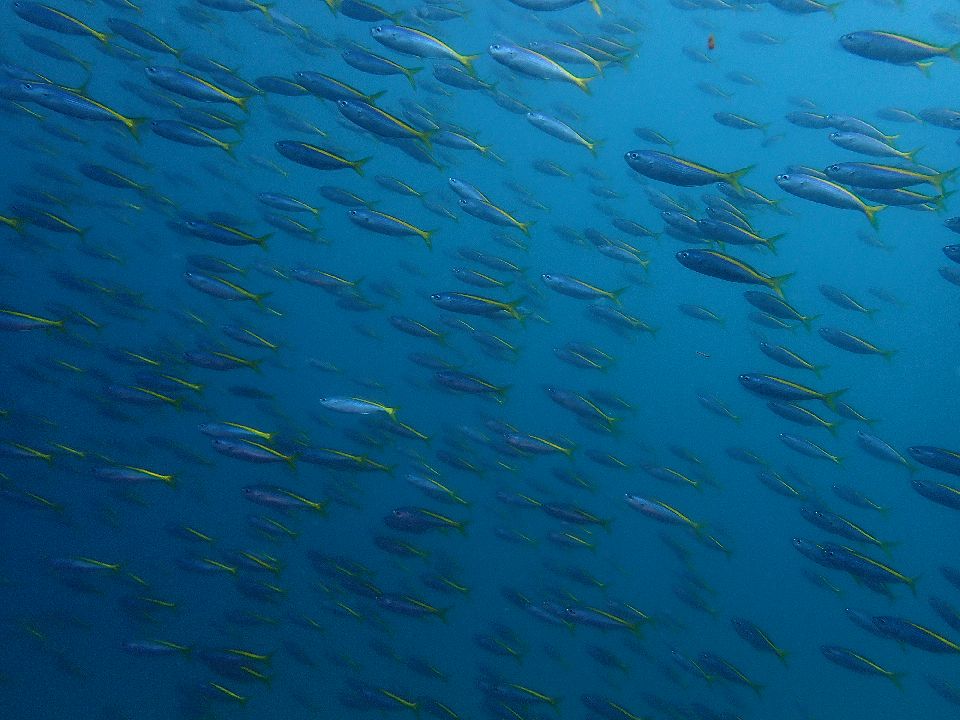 �ɓ��C�m����