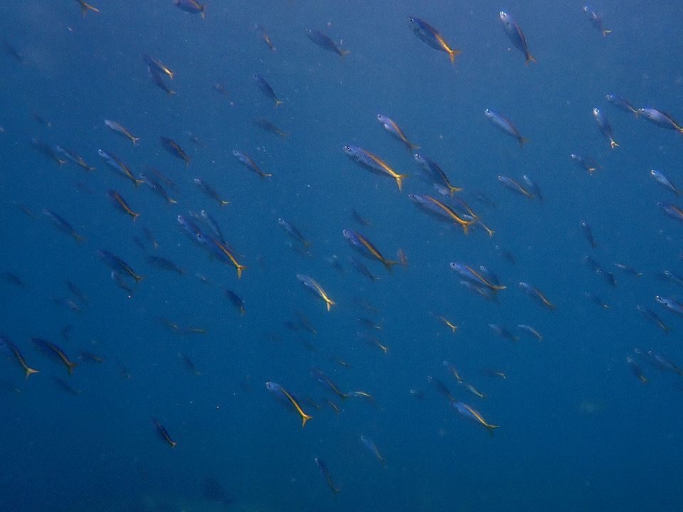 �ɓ��C�m����