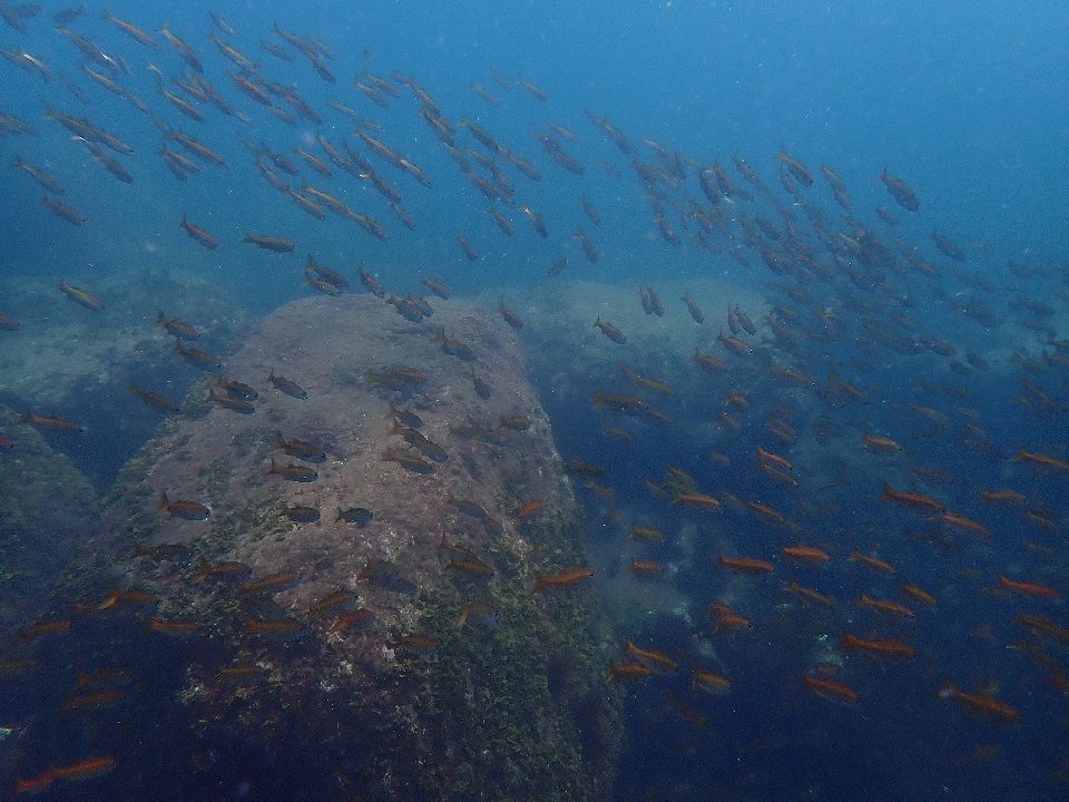 �ɓ��C�m����